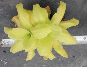 P. gigantea