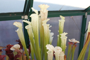 leucophylla "alba top"