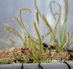 Drosera (capensis) Albino 