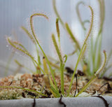 Drosera (capensis) Albino 