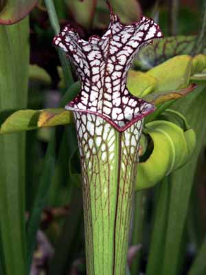 Sarracenia leucophylla