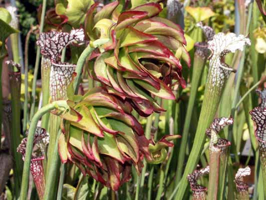 Sarracenia leucophylla 'Tarnok'