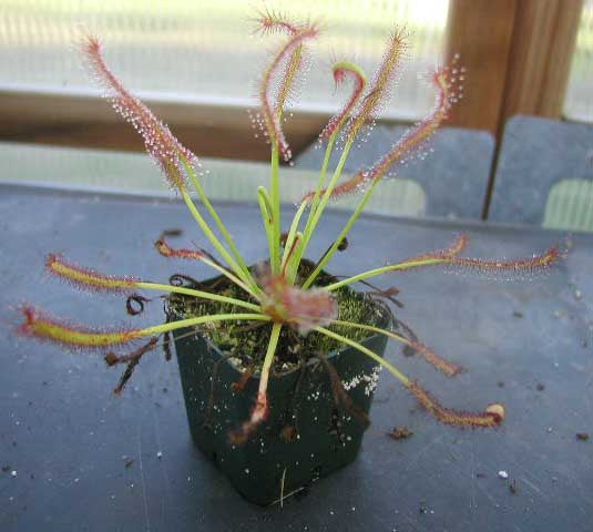 Drosera capensis