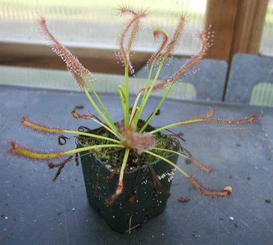 Drosera capensis