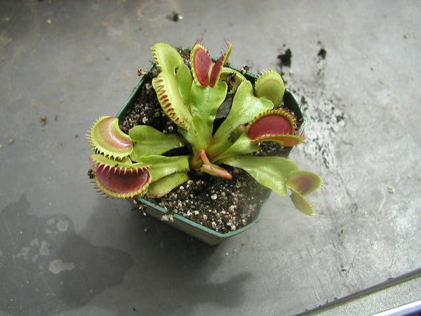 Dionaea muscipula- Venus Flytrap Dentate Traps