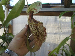 Nepenthes rafflesiana