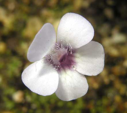 Pinguicula rotundiflora