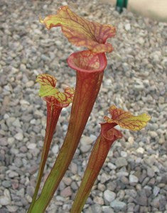 Sarr. flava var. rubricorpora