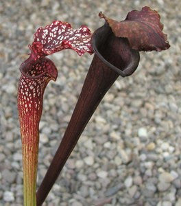 Sarr. readii x 'Royal Ruby'