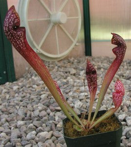 Sarracenia 'Scarlet Belle'