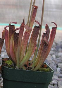 Sarracenia rubra subs gulfensis