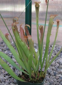 Sarracenia rubra subsp. wherryi