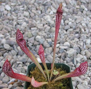 Sarracenia wrigleyana