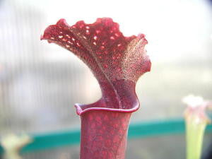'Royal Ruby' x 'Judith Hindle'