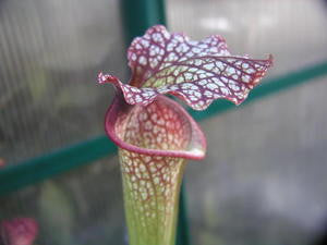 S. leucophylla "purple lips" x flava var. ornata