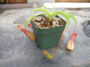 N. ventrata