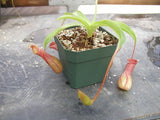 N. ventrata