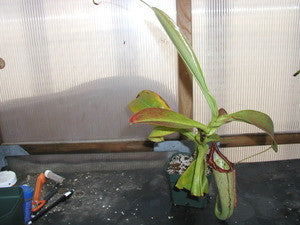 Nepenthes Miranda