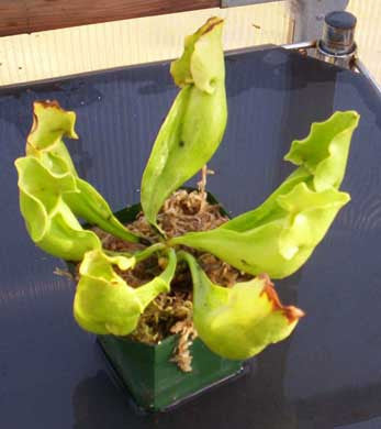 S. purpurea ssp. heterophylla