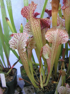 mitcheliana x 'Royal Ruby'