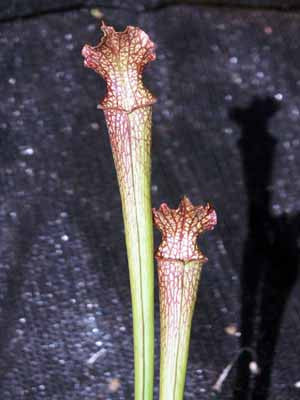 Sarracenia x areolata
