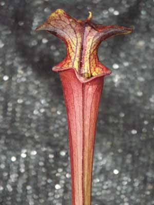 Sarracenia alata black thro....