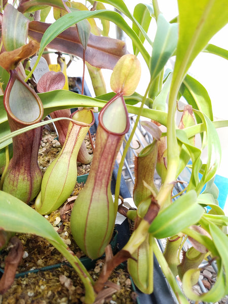 Nepenthes graciliflora