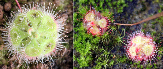 Drosera burmannii - Drosera sessilifolia likely hybrid