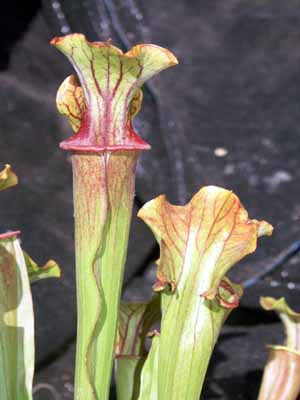 Sarracenia catesbaei x oreo