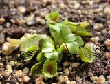 Dionaea muscipula- Venus Flytrap Cupped Trap