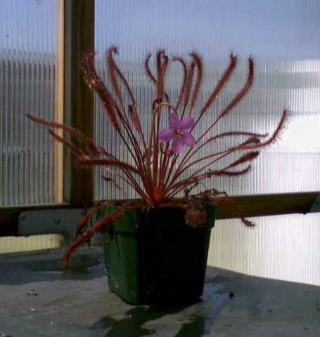 Drosera capensis All Red