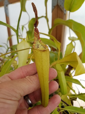 Nepenthes fusca