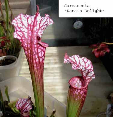 Sarracenia "Dana's Delight"