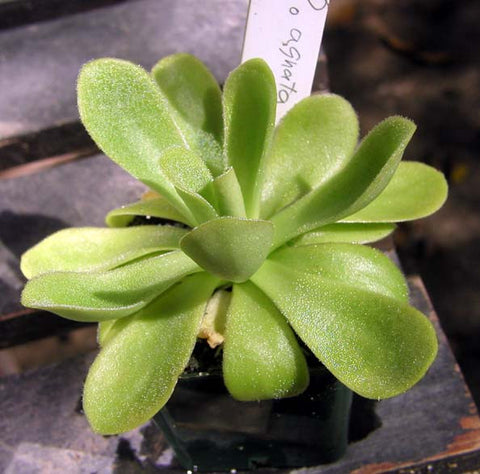 Pinguicula agnata