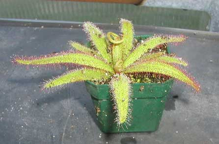 Drosera adelae