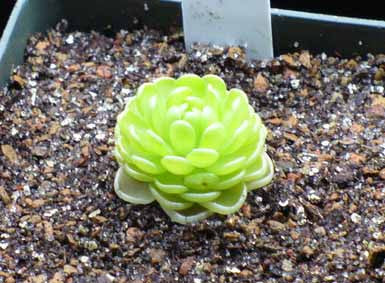 Pinguicula (Yucca Do 1713)