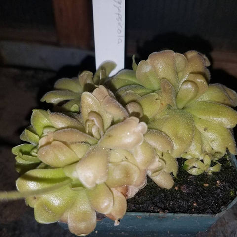 P. 'Sethos' x gypsicola