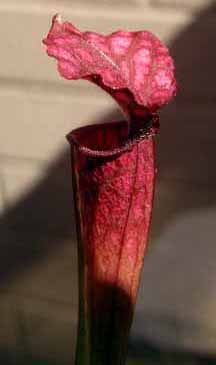 Sarracenia "willisii"