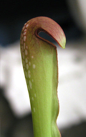 Sarracenia minor 'Okee Giant'