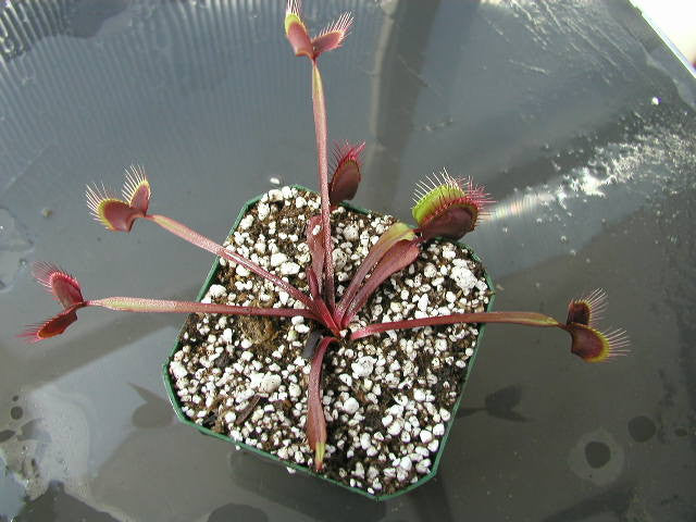 Dionaea muscipula- Venus Flytrap Akai Ryu (Red Dragon)