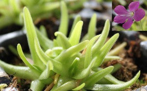 Pinguicula moctezumae