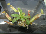 Nepenthes sanguinea plant