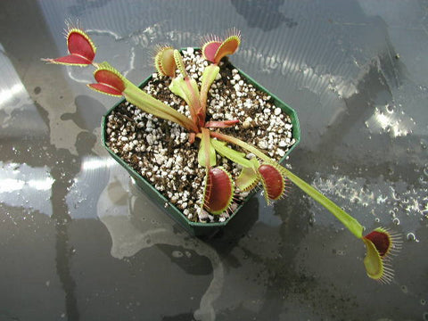 Dionaea muscipula-Venus Flytrap Typical