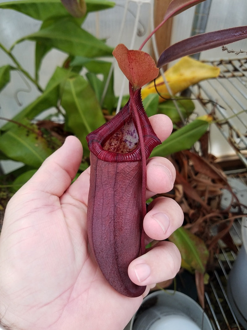 Nepenthes ventricosa red x N. ovata