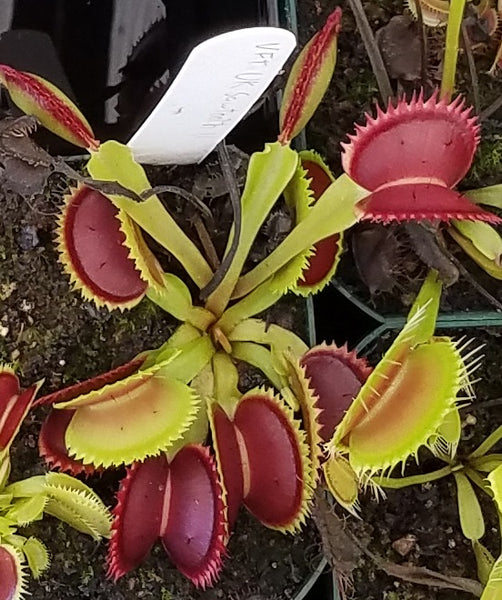 Venus Flytrap 'UK II'